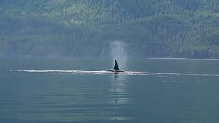 A84 Klaoitsis Vocalisations