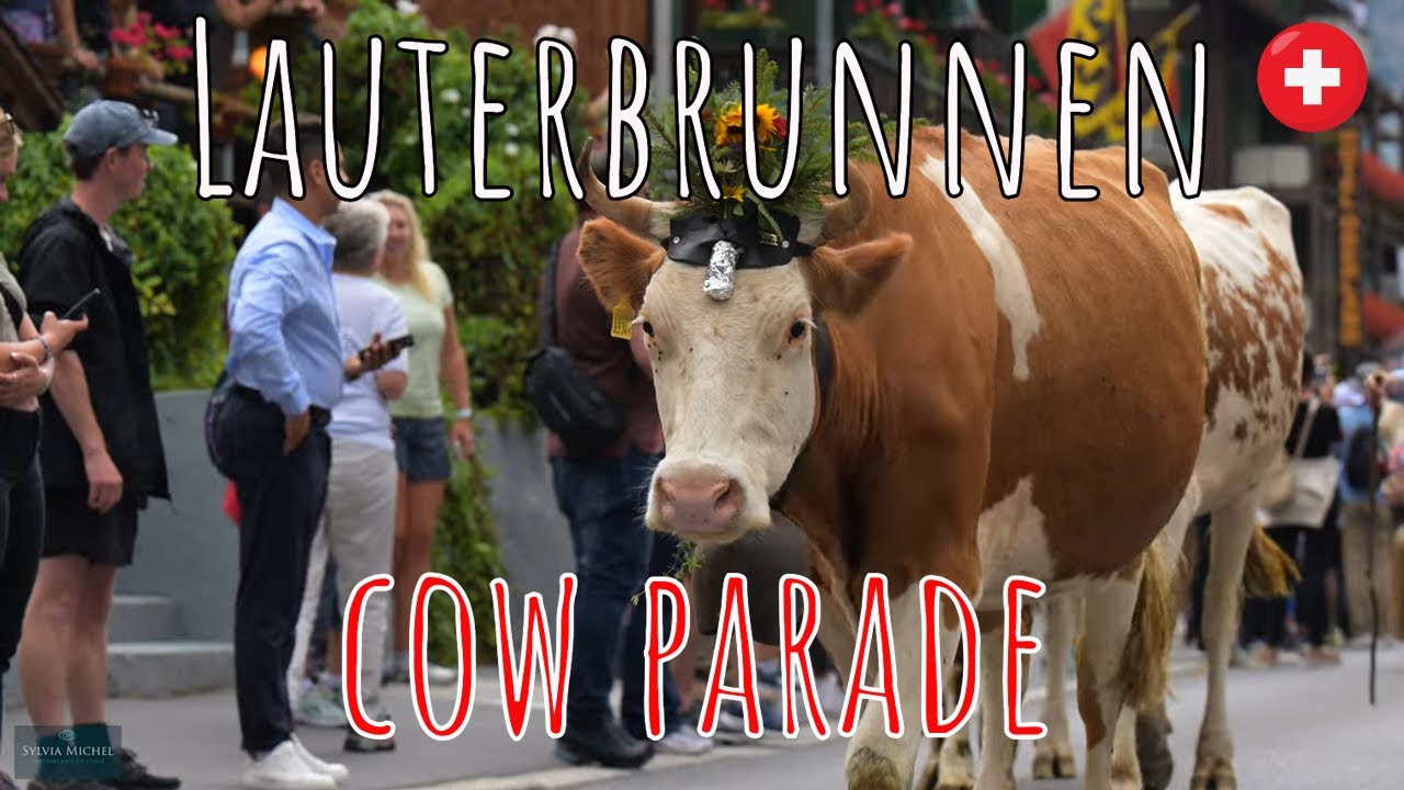 Lauterbrunnen Switzerland Cow parade swiss tradition 4K YouTube
