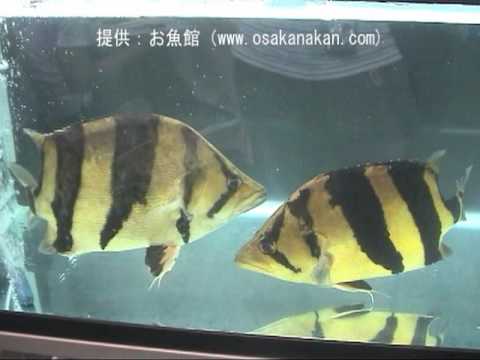 シャム・タイガー（カンボジア・タイガー）学名：Datnioides pulcher