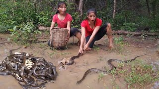 A lot snake in the rainforest, Catch snake for survival food - Snake soup spicy Eating delicious