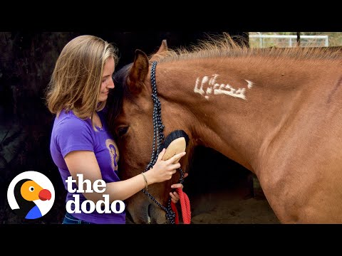 Video: Pet Scoop: Psi se sešli s majitelem po 5 letech, obrazy koně do aukce