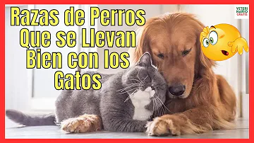 ¿Qué género de perros se lleva mejor?