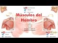 Anatomía - Músculos del Hombro (Origen, Inserción, Acción, Inervación, Irrigación)