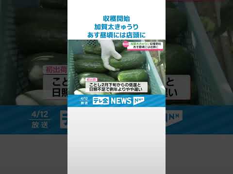 【5倍の太さ】加賀野菜「加賀太きゅうり」初出荷 #shorts