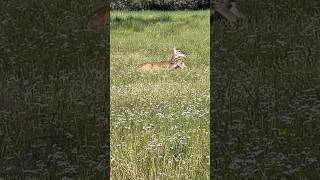 Sweet Mama Moment #fawn