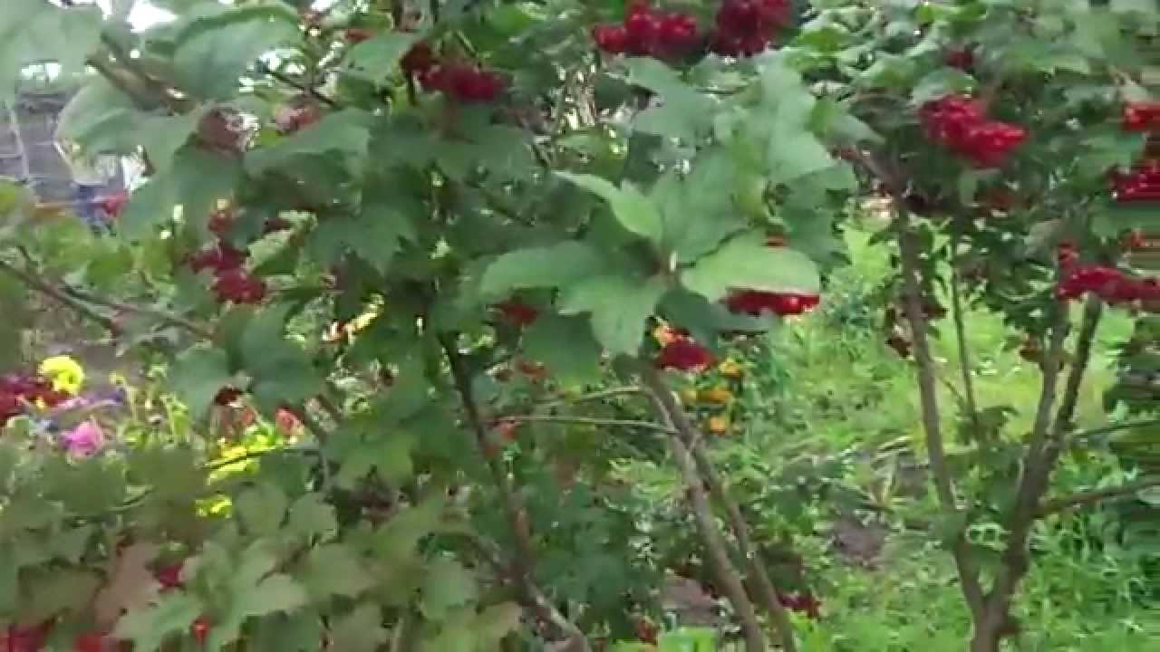 Калина сладкоплодная вигорова