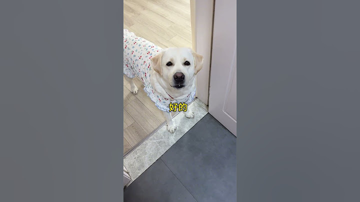 拉宝：我带娃你放心吧！#无障碍交流 #狗狗带大的孩子 #是宠物更是家人有毛孩子真好