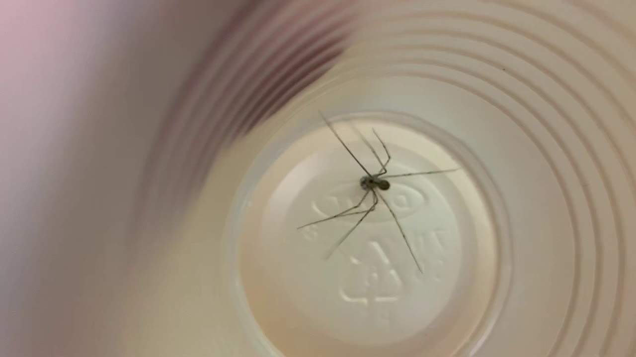 charlotte-the-pregnant-daddy-long-leg-spider-youtube
