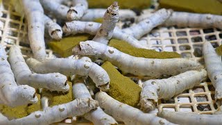 How Japan Became High Tech w/ Silk Worms