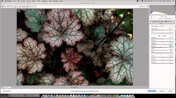 Split Toning in Camera Raw