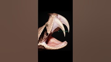Gaboon Viper – The Snake with the Longest Fangs! 🐍🩸