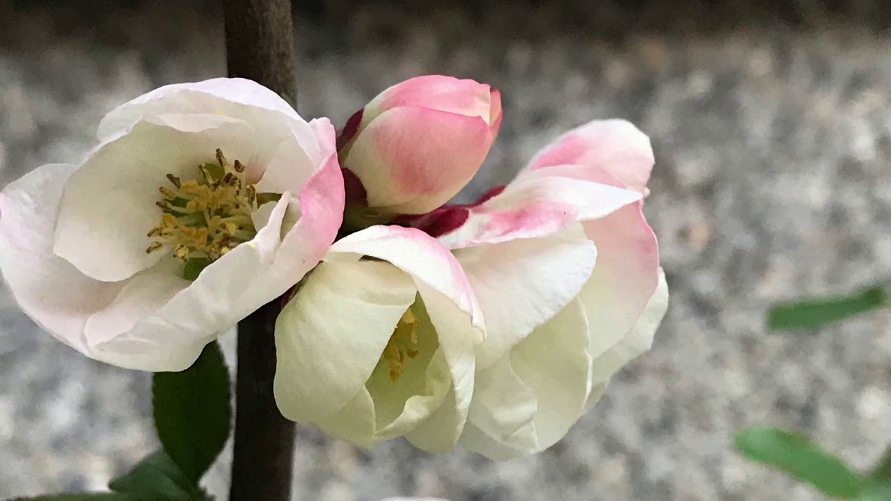 赤い花白い花 オカリナ演奏 Youtube