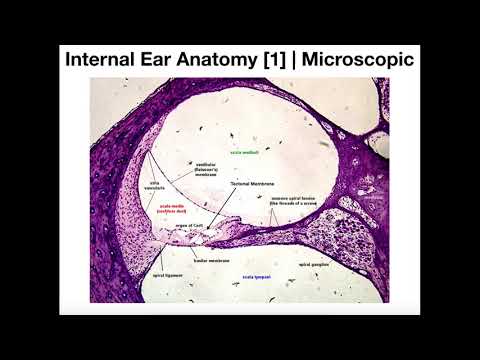 Microscopic Anatomy of the Cochlea [Organ of Corti]