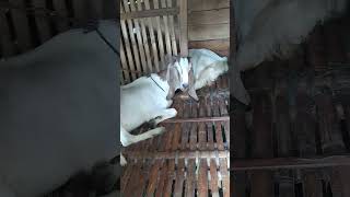 Download Lagu kambing ketawa lucu #kambing #shorts MP3