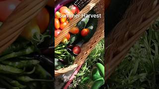 Harvesting Summer Vegetables- Cucumber, Chillies, Tomatoes, Squash and more