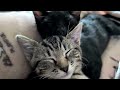 Britty Bunch Napping With Sebastian Margarita Britty Bunch Napping With Sebastian Margarita