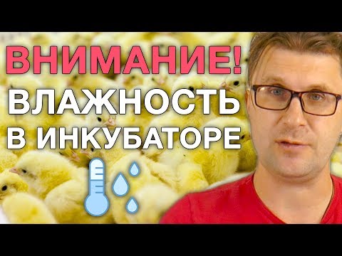 Видео: Когда повышать влажность в инкубаторе?