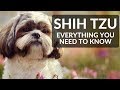 SHIH TZU 101! Everything You Need To Know About Owning A Shih Tzu Puppy!