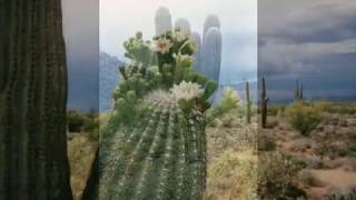 I Love You Arizona - Rex Allen, Sr. and Rex Allen, Jr. chords