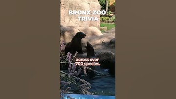A Famous Zoo in NYC | HAVA MEDIA #zoo #newyorkcity #shorts #bronxzoo