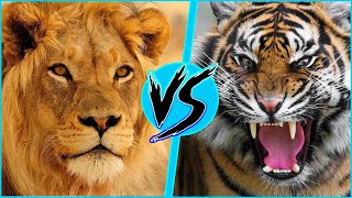 Lion Vs Tiger - Who Would Win A Fight? Battle Arena Danco Vs