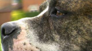Prosthetics for animals and humans - medical breakthroughs (UCL)