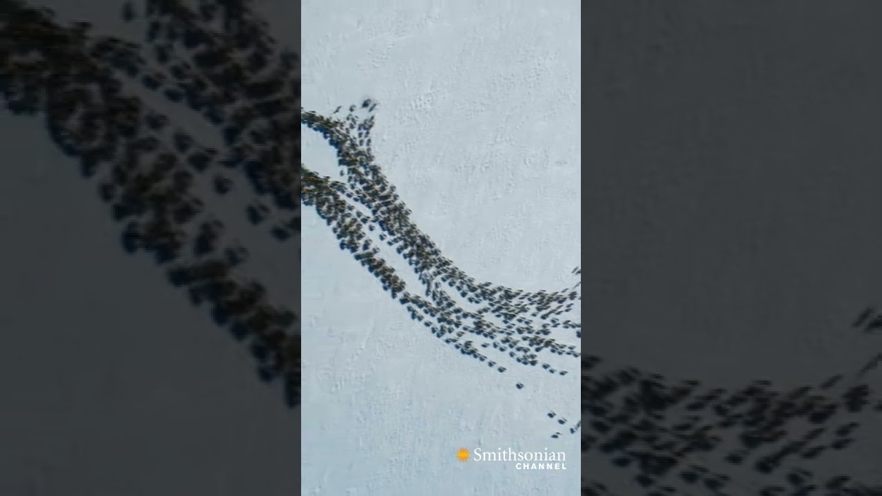 Film backdrop image for Mesmerizing Reindeer Cyclone (2022)