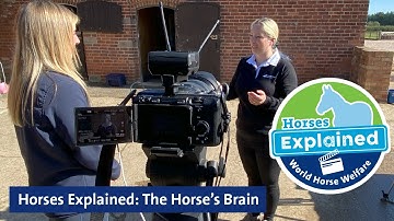 Horses Explained: The Horse’s Brain