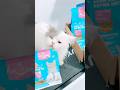 Rarity Kucing Gendut Suka Mr. Vet #catshorts #cat #cute #love #cutecat #fyp #virall #imut #pets #dj