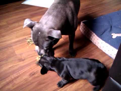 16 week old french bulldog - YouTube