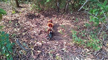 Cuab qaib qus 22/2/2020