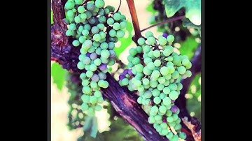 Jordan Instagrape | Grapevine Life Cycle Through 175 Instagram Photos