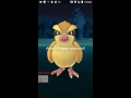 PGO: Pokemon Go : Module Parties!!! Why some Poke Stops have pink floaties!!