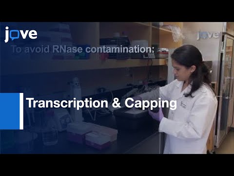 Gaussia Luciferase mRNA Followed By HeLa Cell Transfection l Protocol Preview