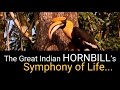 The Great Indian HornBill's Symphony Of Life