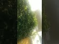 తమలపాకు మొక్క