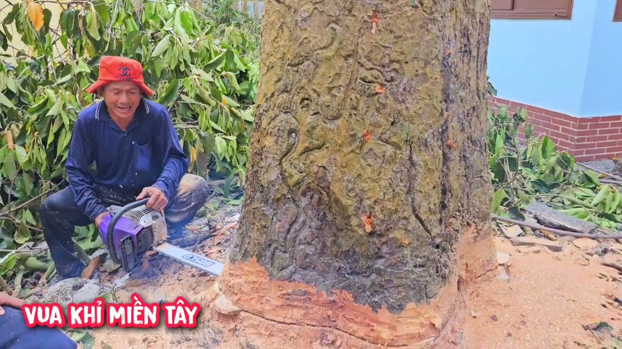 Vua khỉ cưa hạ gốc cây Dầu Khủng để xe cẩu, cẩu nguyên thân cây còn nguyên thủy (3/3).