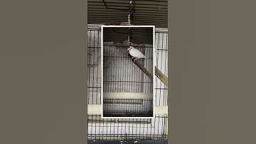 #short#vedio#birds part 3 white Java finch