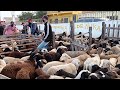 feira de caprinos e ovinos de surubim PE veja os preços @Lugares que eu ando