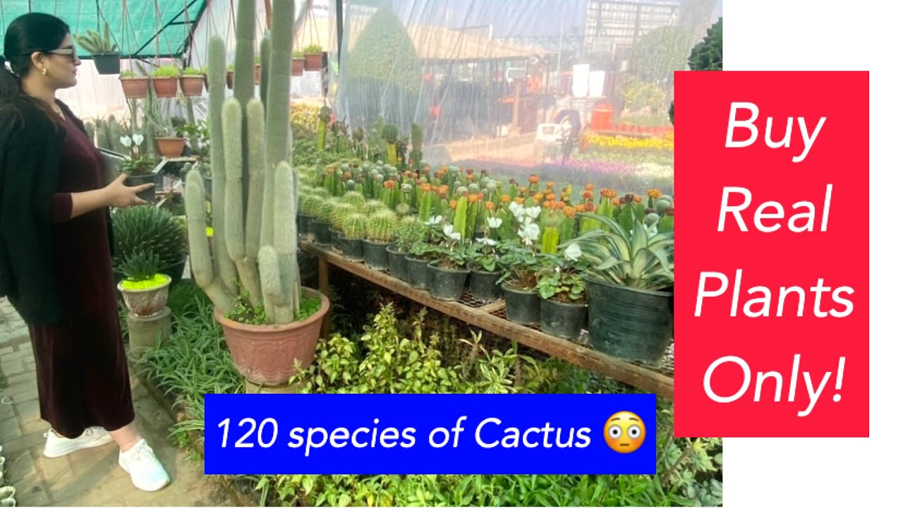 Best plants nursery in Rawalpindi/Islamabad Real Cactus plants YouTube