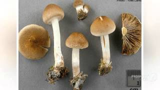 Inosperma - fungi kingdom