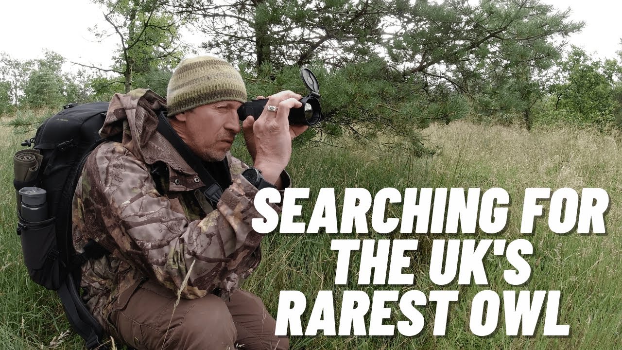 В поисках самой редкой совы в Великобритании