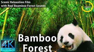 Enchanting Bamboo Forest Video Wind Sounds | Relaxation Films 4K | Piano & Flute | Best Relax Music screenshot 3