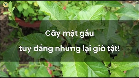 Cây mật gấu tuy đắng nhưng lại giã tật!