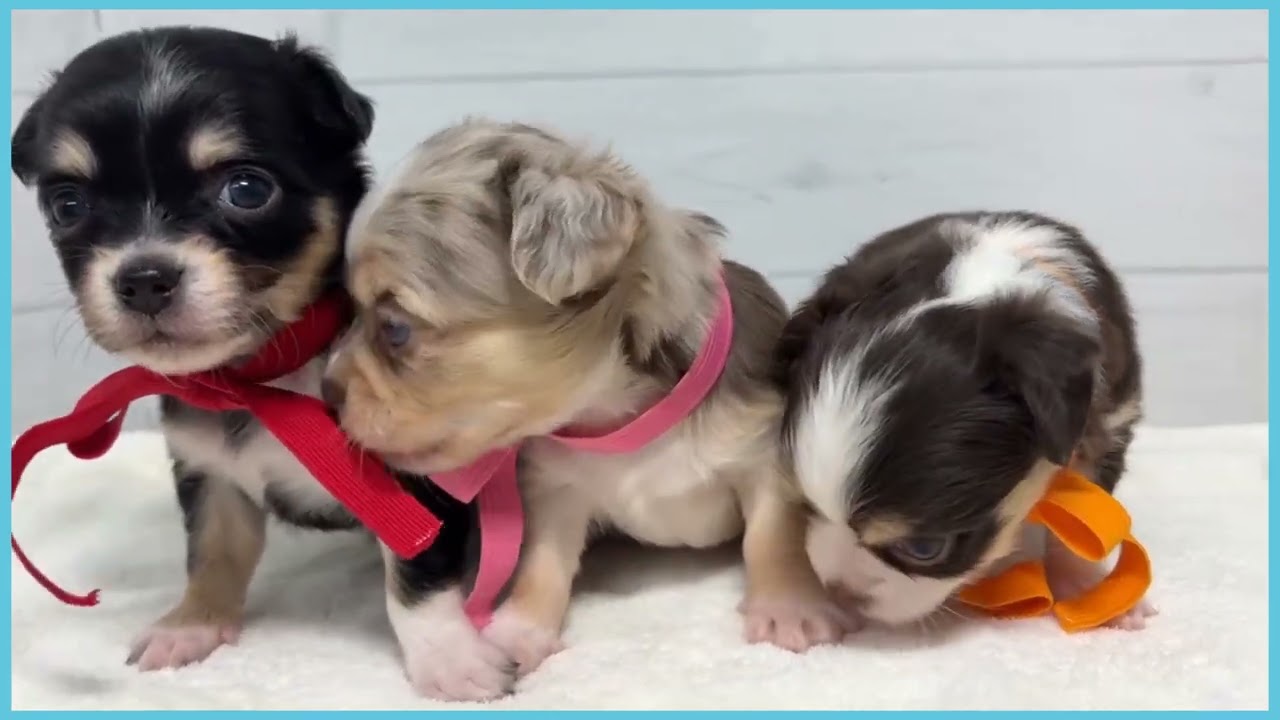 748934 チワワ（ロングコート） - YouTube