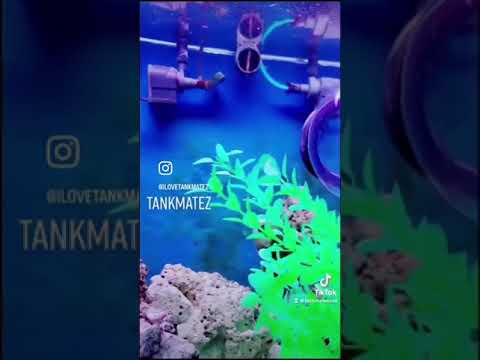 Tankmatez Slider Bubble Fish Trap Eco Friendly Minimal Stress #tankmatez #corals #reeftank