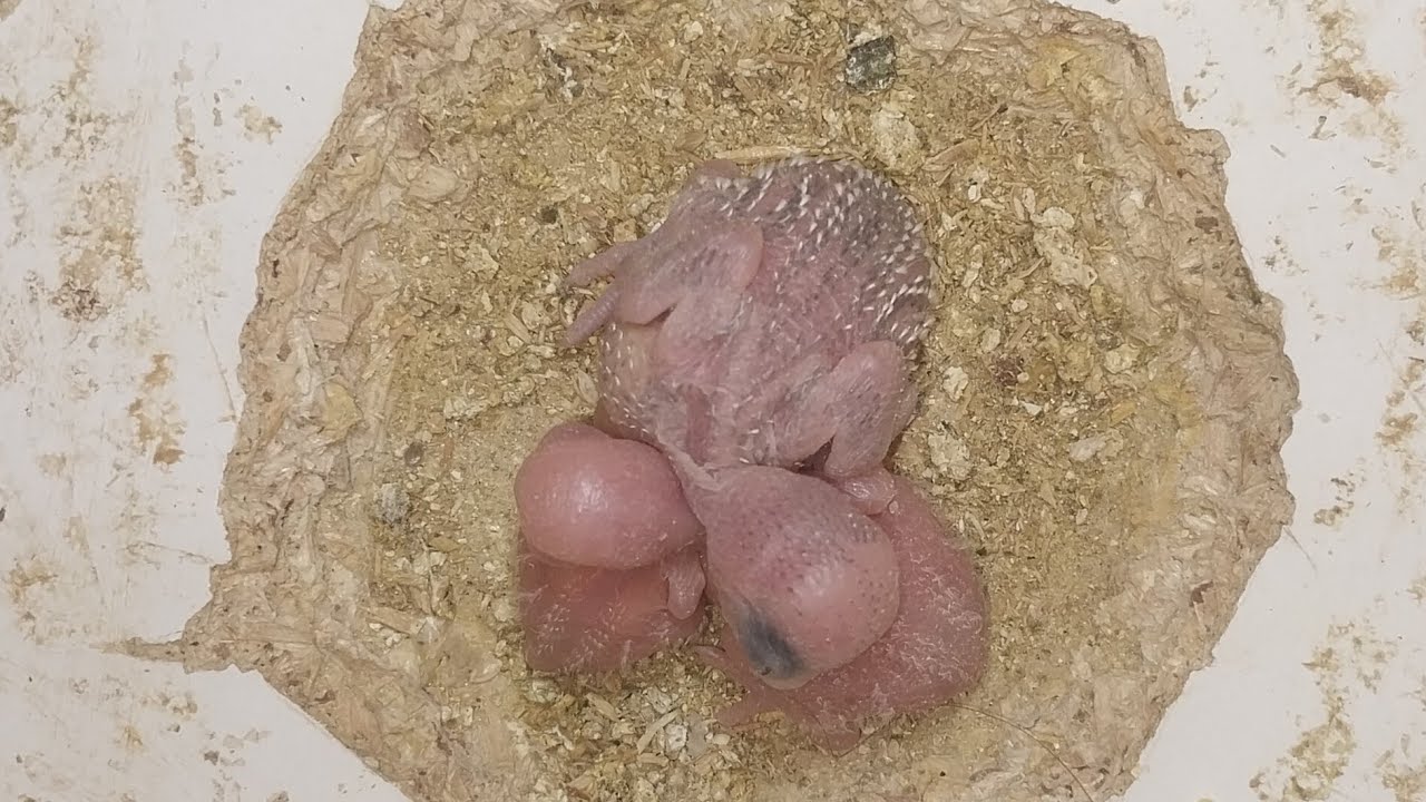 World of Budgie Baby  30.01.2026