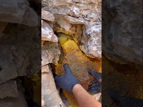 عالم النحل شاهد أكبر خلية نحل في جبال الأطلس الكبير شيء مدهش