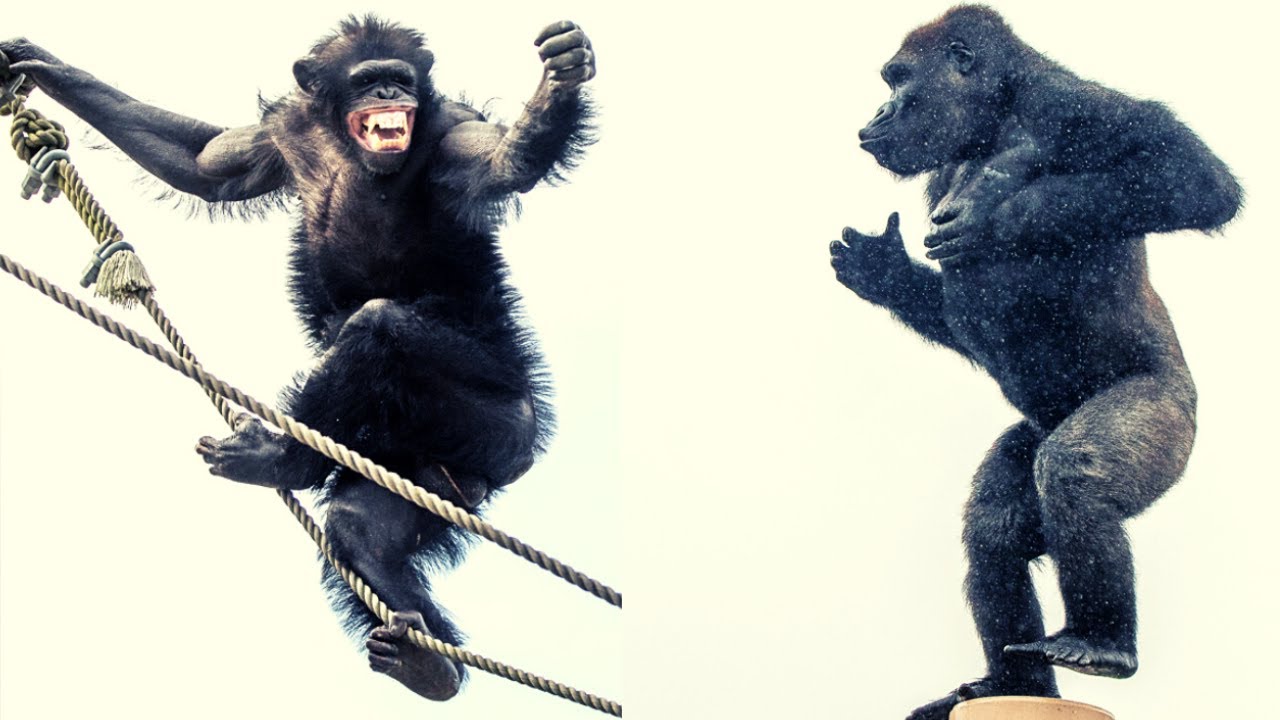 チンパンジーが大喧嘩 キヨマサがドラミングで応戦 The chimpanzees