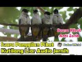 SUARA PANGGILAN PIKAT KUTILANG LIAR AUDIO JERNIH DAN ANTI ZONK